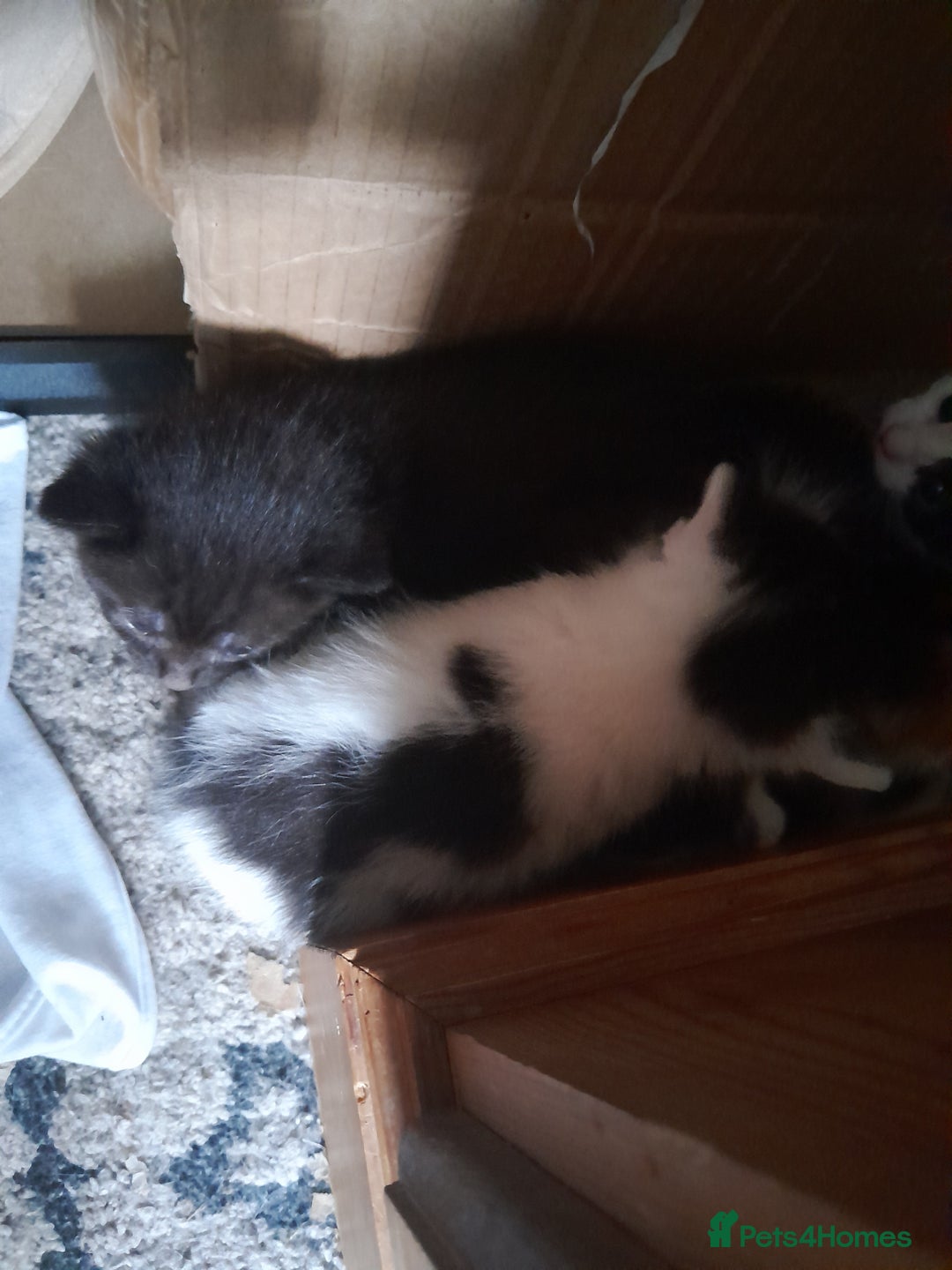 Mixed Breed cats for sale: 4 beautiful kittens for good home - Image 3