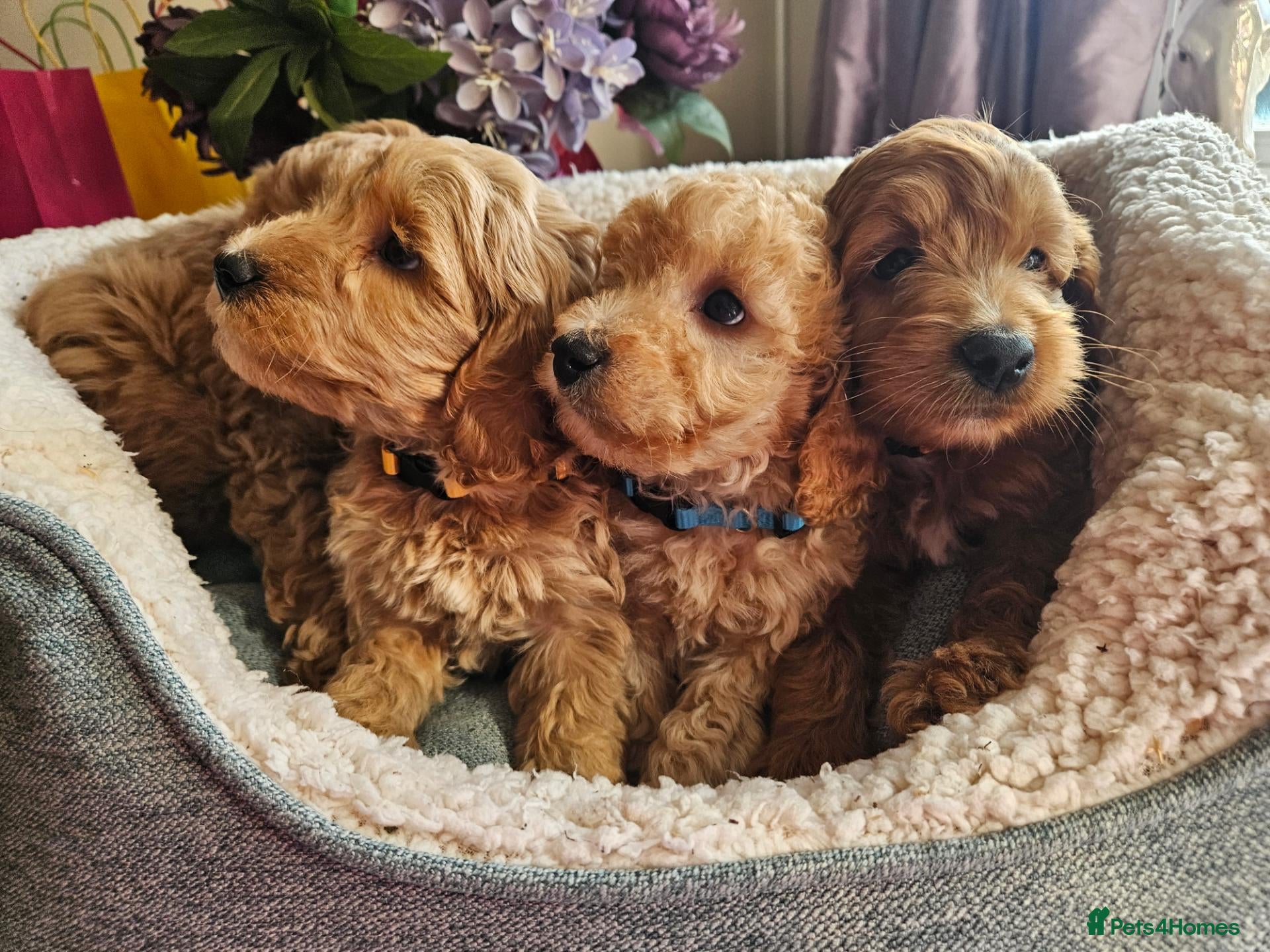 Cockapoo dogs Ready licensed breeder, red f1b cockapoo litter - Advert 1