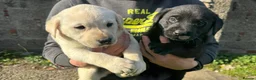 Labrador Retriever dogs for sale: Gorgeous Chunky LABRADOR Puppies in Fleetwood - Advert 5