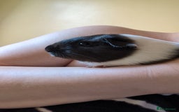 Guinea Pig rodents for sale: 2 Female Guinea Pigs  - Image 2