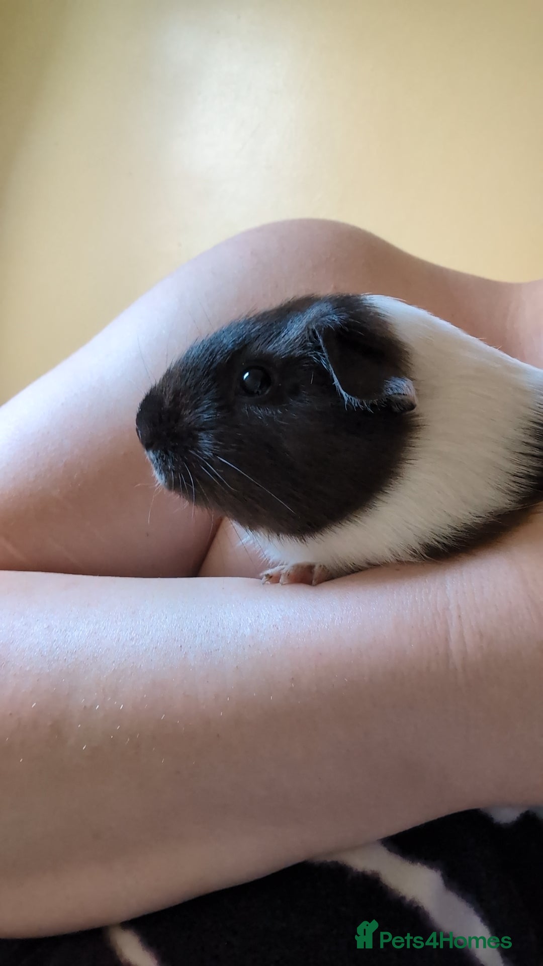Guinea Pig rodents for sale: 2 Female Guinea Pigs  - Image 2