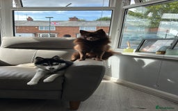 Pomsky dogs for stud: Chocolate Pomsky for Stud  - Image 2