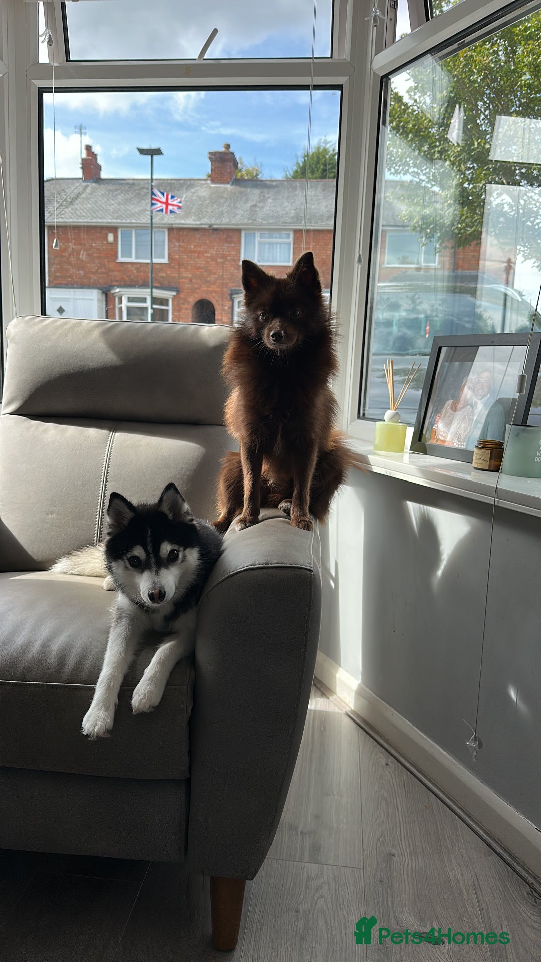 Pomsky dogs for stud: Chocolate Pomsky for Stud  - Image 2