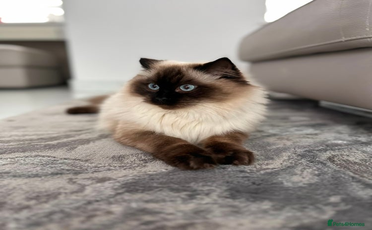 Ragdoll cats - Advert 15