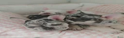 French Bulldog dogs for sale: French Bulldogs– Stunning Merle & Cream Colours in Wirral - Advert 4