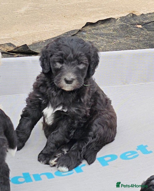 Sheepadoodle dogs F1 Sheepadoodles Ready  8th April - Advert 2