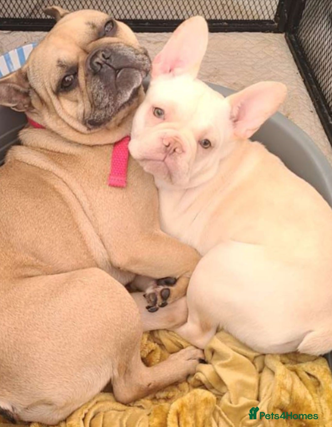 French Bulldog dogs for sale: Platinum,cream French bulldogs female  - Image 2
