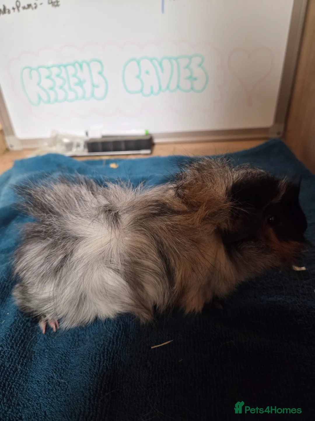 Guinea Pig rodents for sale: Gorgeous roan baby boy guinea pig - Advert 1