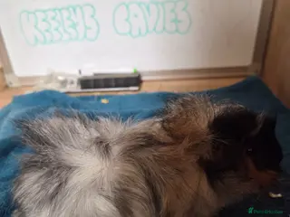 Guinea Pig rodents Gorgeous roan baby boy guinea pig - Advert 1