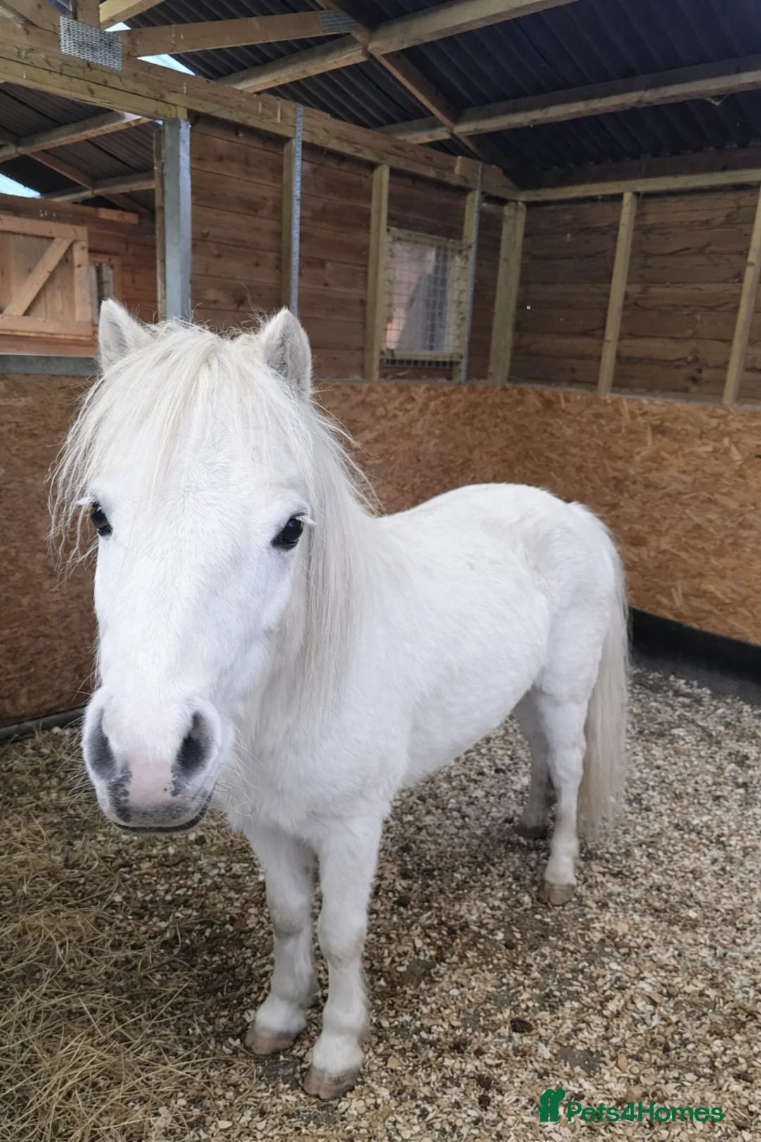 Welsh Section A horses for sale: Sprite & Lemonade Welsh Section A ponies for sale in Warrington - Advert 1