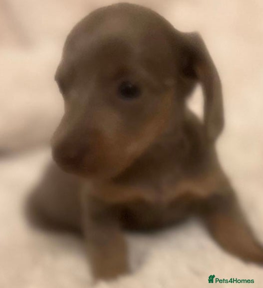 Dachshund dogs Miniature Dachshund Puppies - Advert 1