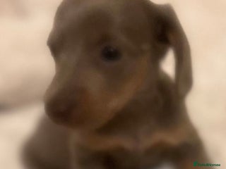 Dachshund dogs Miniature Dachshund Puppies - Advert 5