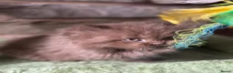 British Longhair cats for sale: Last kitten available British longhair cinnamon  - Advert 6