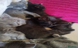 Mixed Breed cats for sale: Kittens * Just one black female now * - Image 6