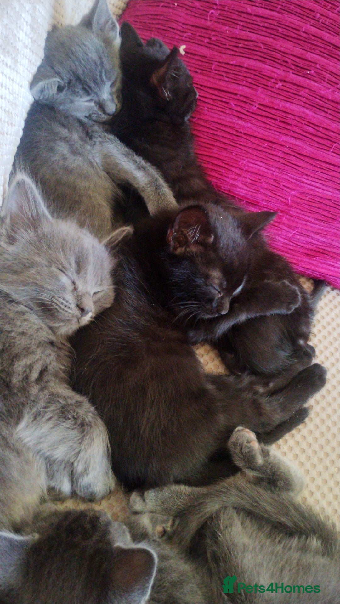 Mixed Breed cats for sale: Kittens * Just one black female now * - Image 6