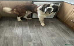 Saint Bernard dogs for sale: Saint bernard - Advert 2