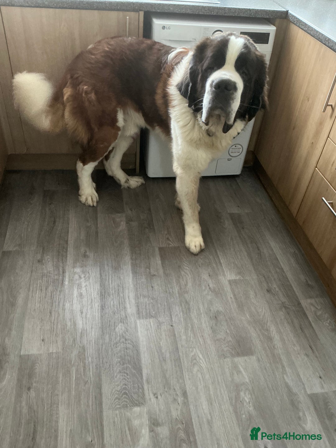 Saint Bernard dogs for sale: Saint bernard - Advert 2