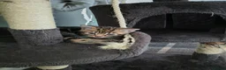 Mixed Breed cats for sale: Gorgeous little boy ready now - Advert 1