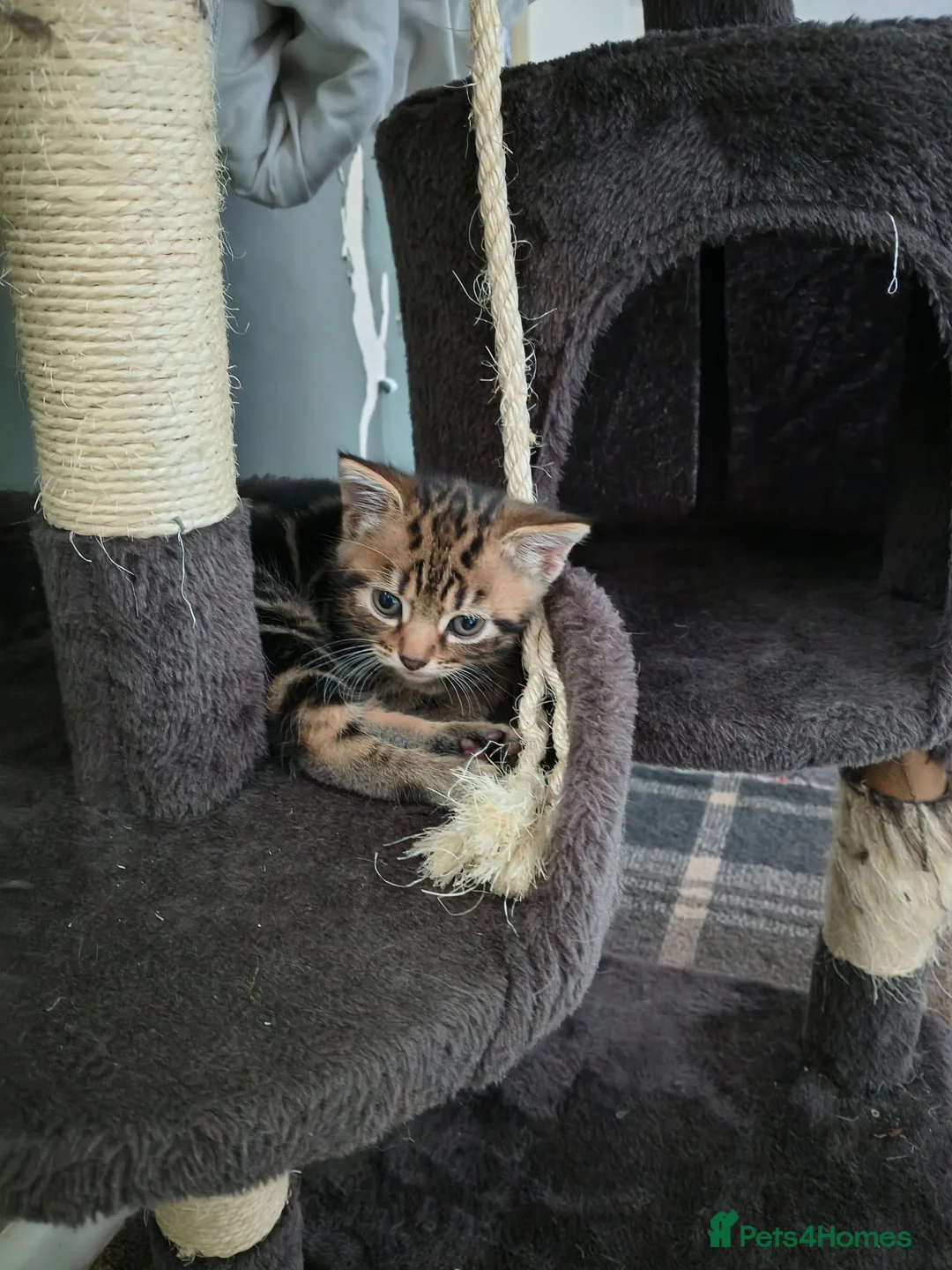 Mixed Breed cats for sale: Gorgeous little boy ready now - Advert 1