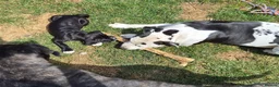 Mixed Breed dogs for sale: Cane corso x American bulldog  - Advert 8