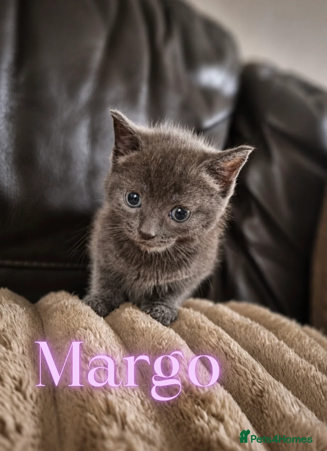 Mixed Breed cats for sale: Kittens looking for their forever homes  - Advert 1