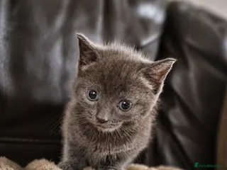 Mixed Breed cats Kittens looking for their forever homes - Advert 1