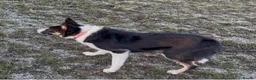 Border Collie dogs for sale: Emma border collie  - Advert 7