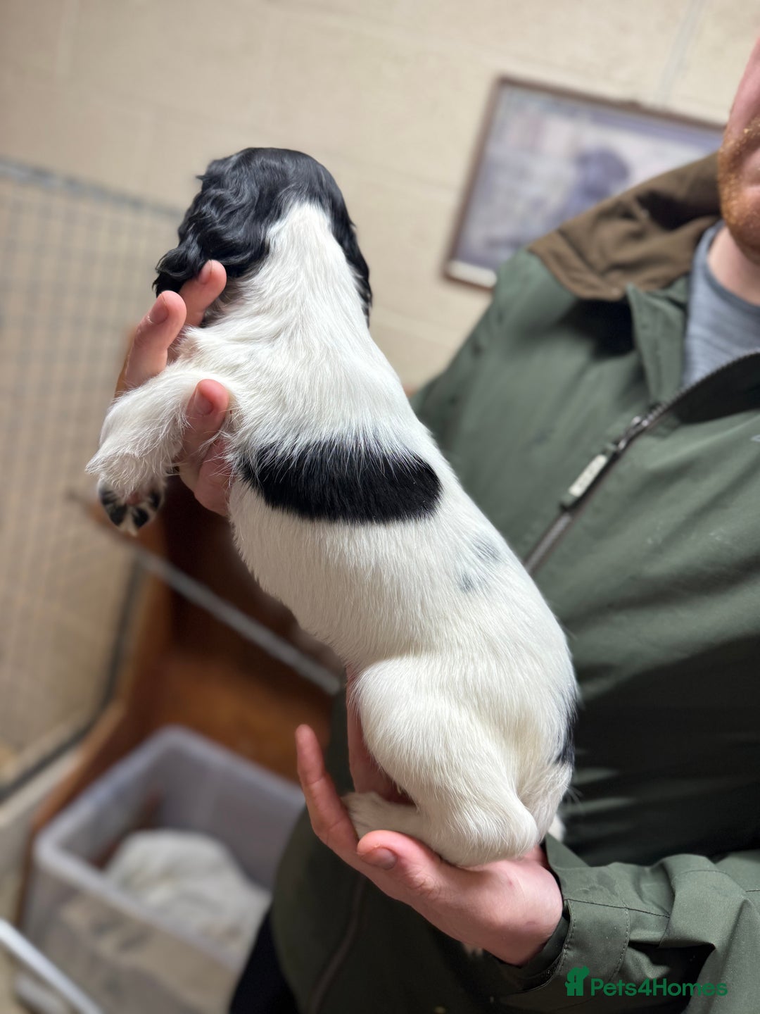 English Springer Spaniel dogs for sale: 2 male Working springer spaniels ready to leave! - Advert 5