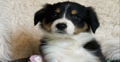 Border Collie dogs - Advert 7