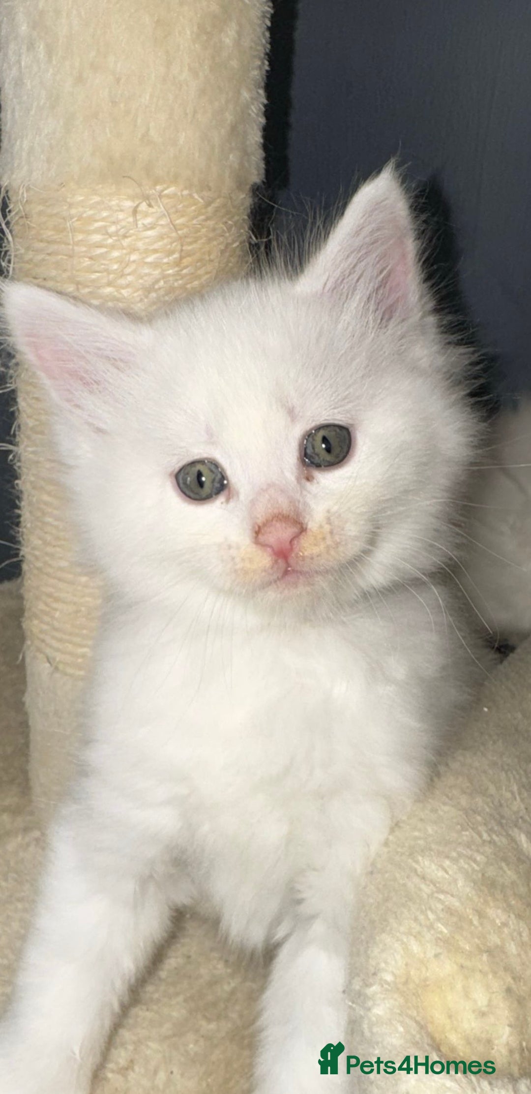 Mixed Breed cats for sale: Stunning Ragdoll x Maine Coon Kittens - Advert 16