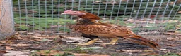 Hens poultry for sale: Pure Aseel Chickens –Cocks, Hens & Pairs Available - Advert 2