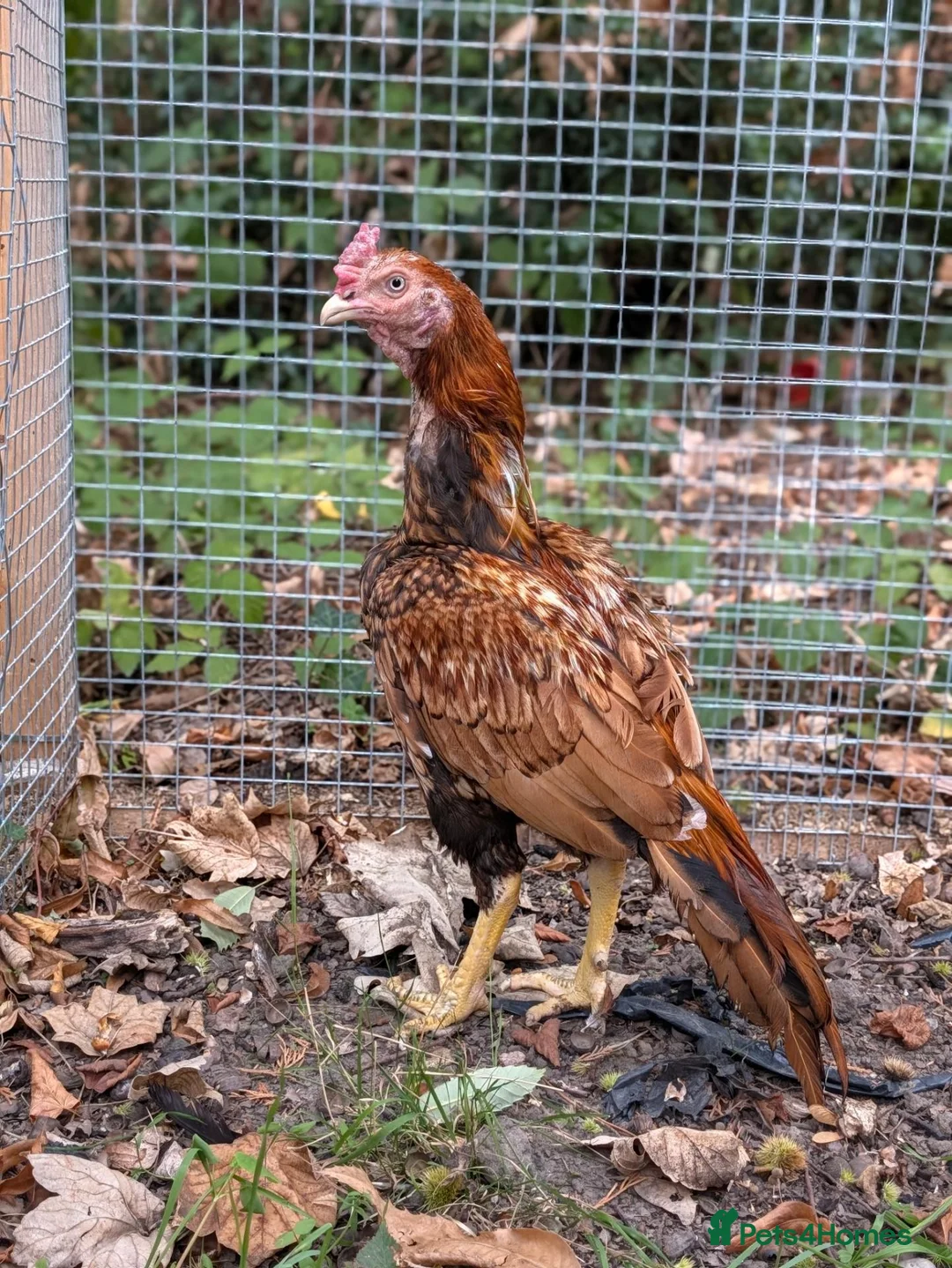 Hens poultry for sale: Pure Aseel Chickens –Cocks, Hens & Pairs Available - Advert 2