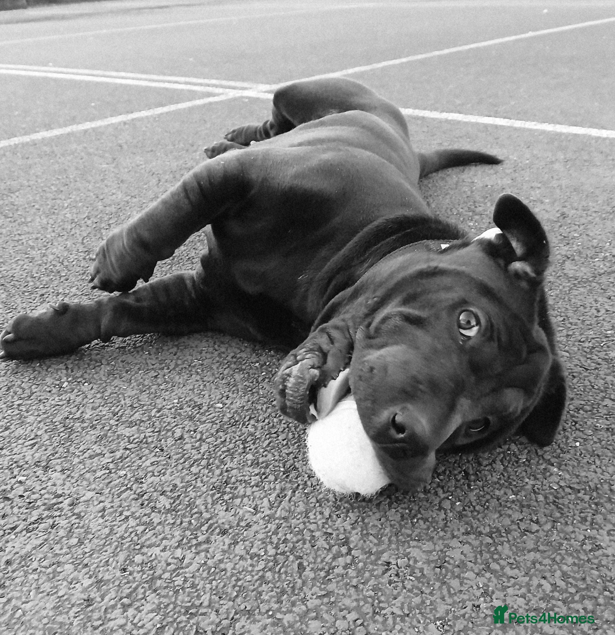 Mixed Breed dogs Hi my name is lola I'm looking for a new home ❤️ - Advert 2