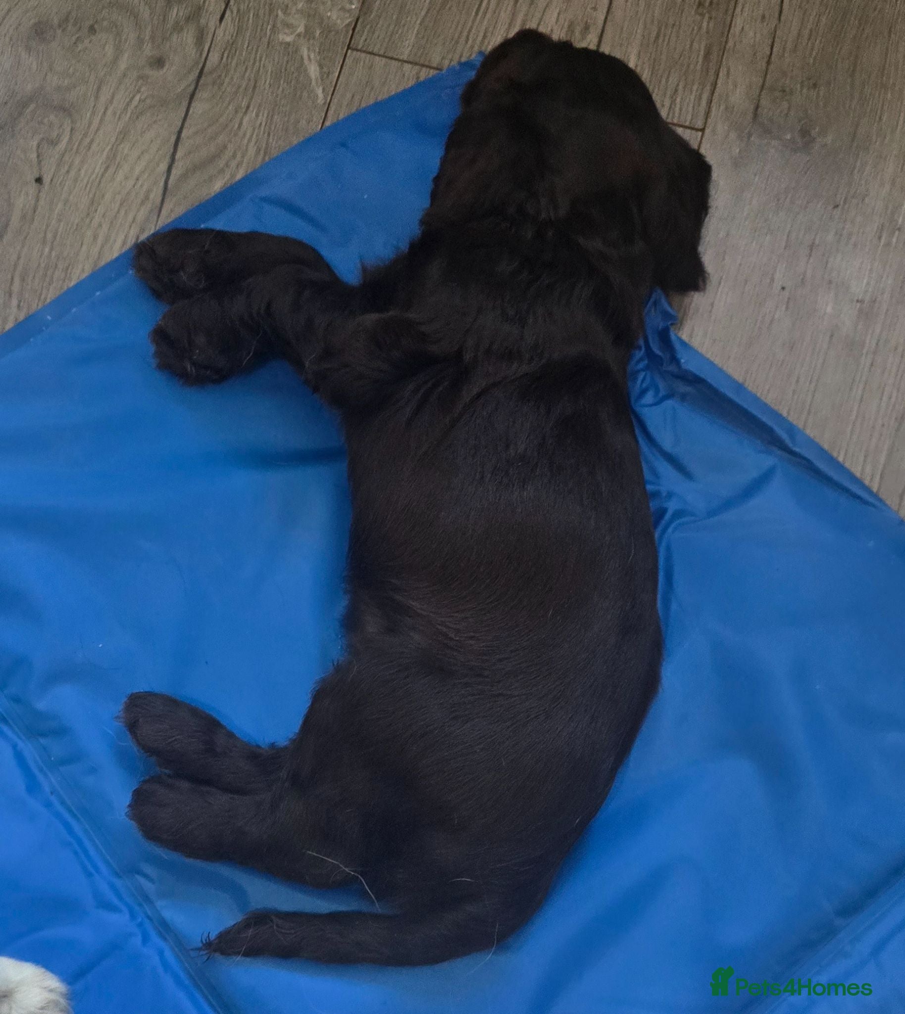 Sprocker dogs Stunning little boy - Advert 4