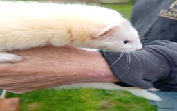 Ferret rodents for sale: X2 jills available  - Image 2