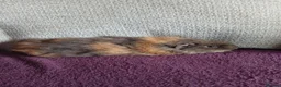 Guinea Pig rodents for sale: Male guinea pigs in South Queensferry - Advert 3