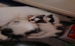 Mixed Breed cats for sale: Two Kittens for sale - Image 3