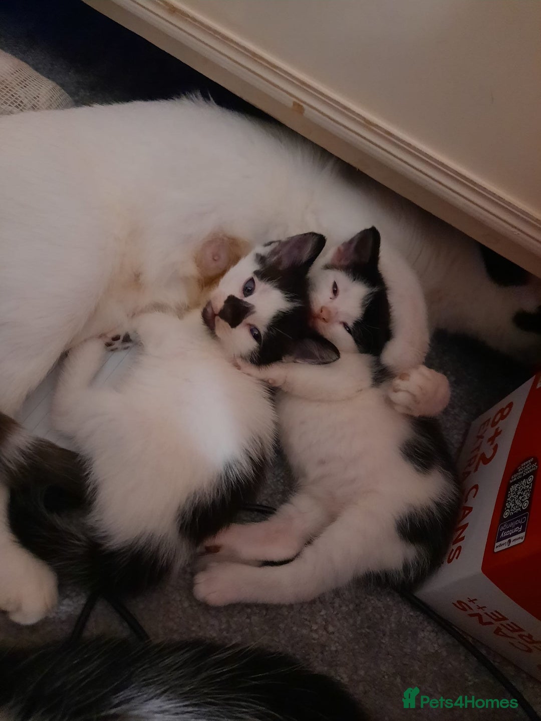 Mixed Breed cats for sale: Two Kittens for sale - Image 3