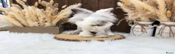 Angora rabbits for sale: PURE PEDIGREE|ENGLISH ANGORA - Advert 5