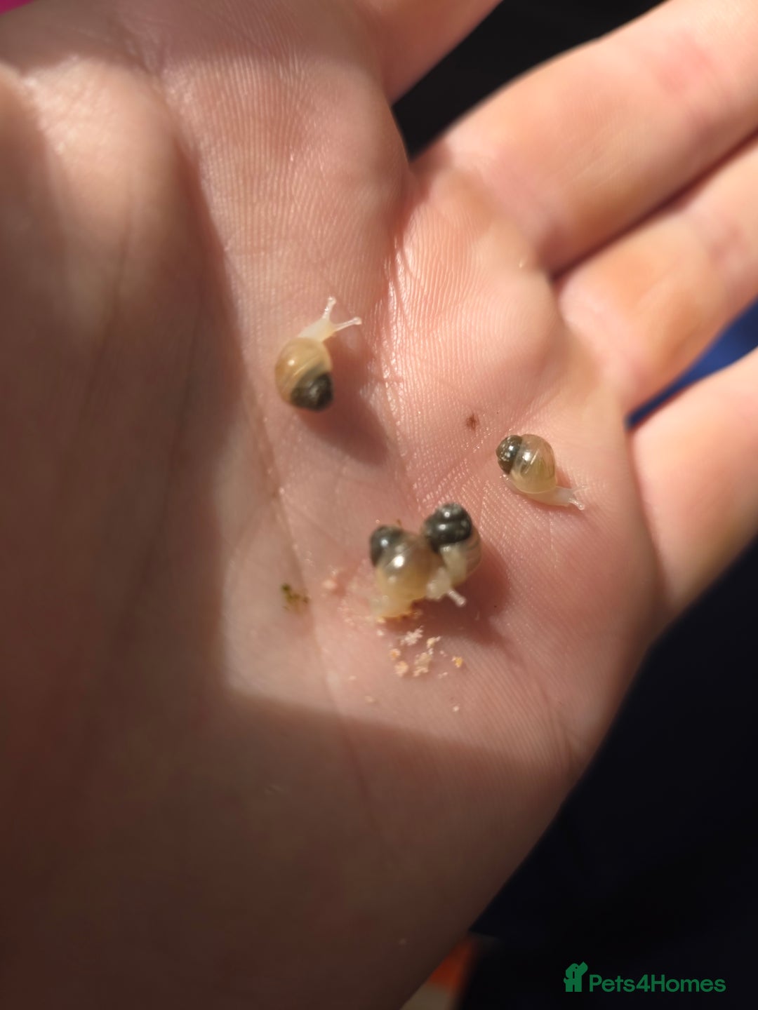 Snails invertebrates for sale: Ggghhg - Image 15