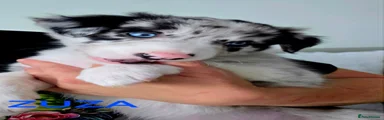 Zuza