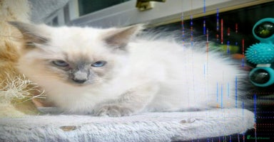 Ragdoll cats  LAST Pedigree Ragdoll for sale now REDUCED £450 - Advert 2