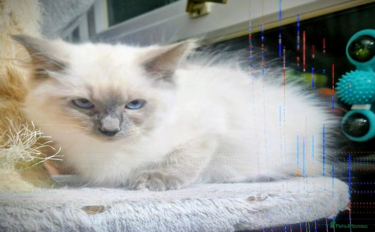 Ragdoll cats  LAST Pedigree Ragdoll for sale now REDUCED £450 - Advert 8