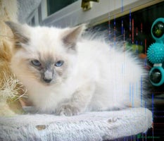 Ragdoll cats LAST Pedigree Ragdoll for sale now REDUCED £450 - Advert 6