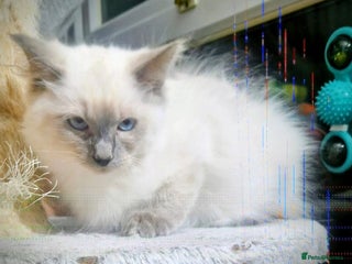 Ragdoll cats LAST Pedigree Ragdoll for sale now REDUCED £450 - Advert 9