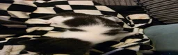 Mixed Breed cats for sale: 3 beautiful black and white kittens £25 in Manchester - Advert 10