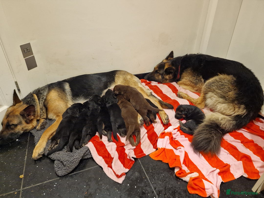 German Shepherd dogs for sale: German Shepherd  Puppies  - Image 2