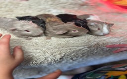 Guinea Pig rodents for sale: Baby guinea pigs - Image 1