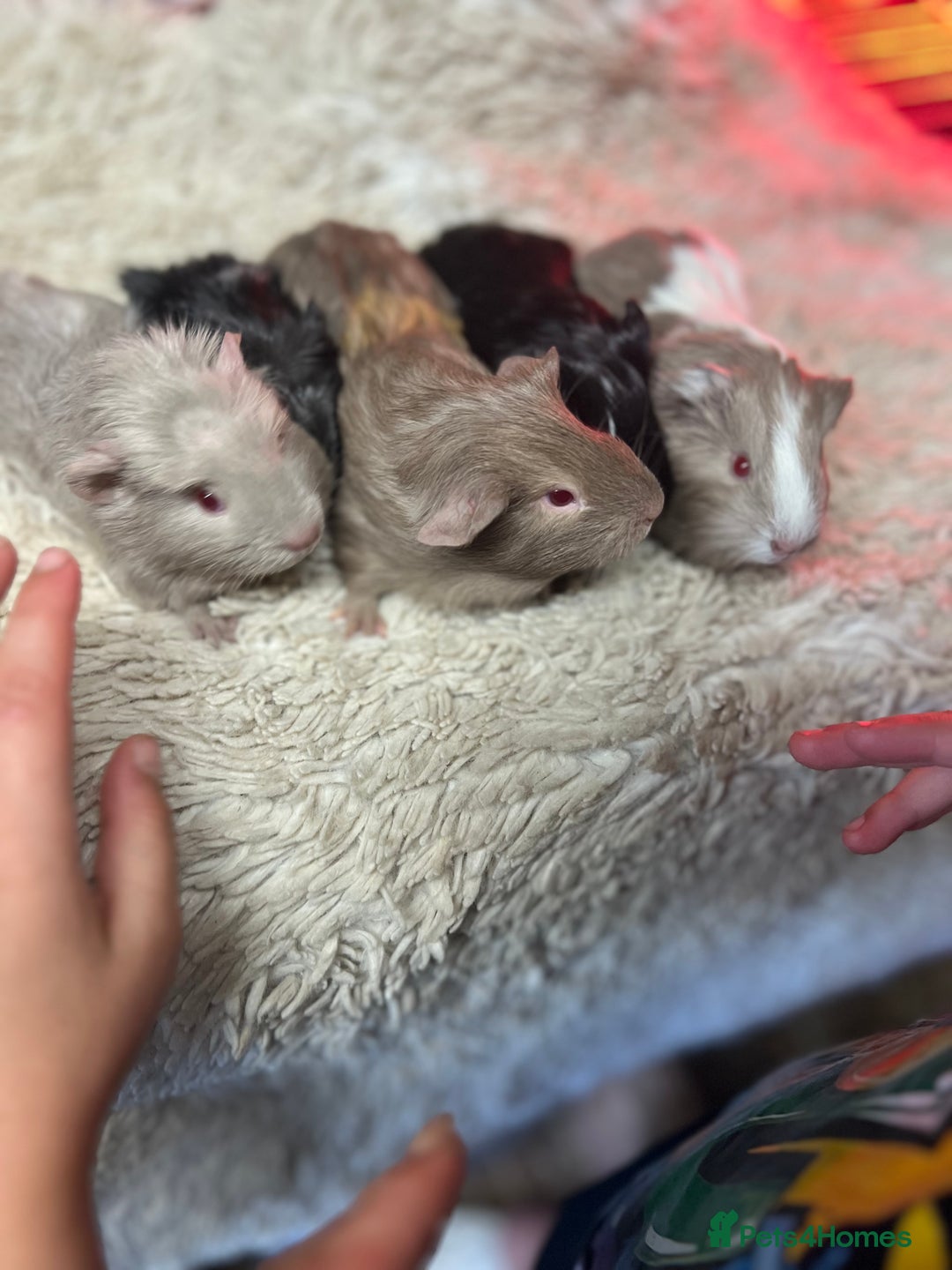 Guinea Pig rodents for sale: Baby guinea pigs - Image 1