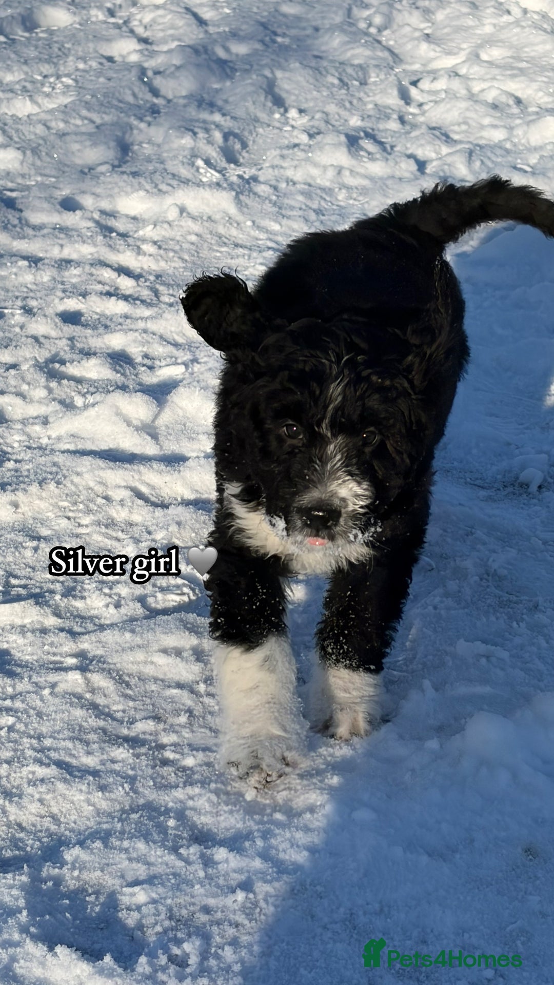 Bernedoodle dogs for sale: 🩷 Chunky Bernedoodles with TRI🩷 - Advert 12